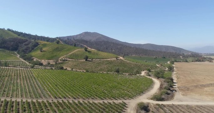 Aerial landscape over fields of vineyards grape with designation of origin. Grape plantation cutie wine lines perfect production winery wine blanc cabernet sauvignon merlot. Chile. 4K