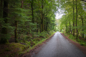 Fototapeta premium Tilt shift effect of road cutting through a wood with bright green leaves