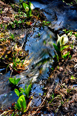 高原の水辺に咲く白い水芭蕉の花が満開