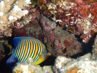 Fototapeta na wymiar Coral reef ecosystem