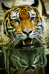 Close-up Of Malayan Tiger Swimming In Pond