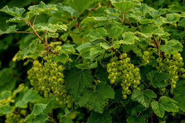 Plants in the home garden