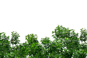 Fototapeta na wymiar green leaf isolated on white background with copy space