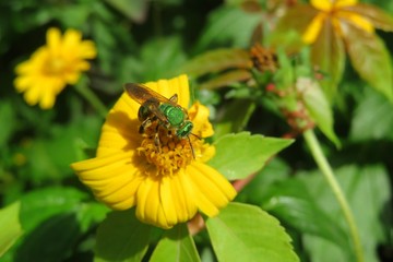 Agapostemon green bee on yellow flower in Florida nature, closeup