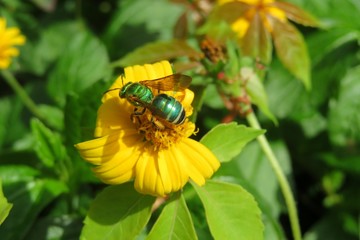 Tropical metallic green bee on yellow flower in Florida nature, closeup