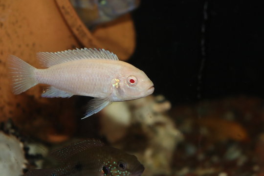 Cylanotilapia Albino