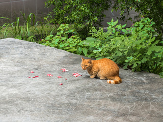 Red-haired cat eats meat on the street