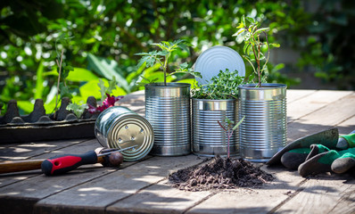 Close up of vegetable seedlings being potted in reuse tin cans outside on garden bench, in sunny garden background. Save money, recycle and reuse to reduce waste and grow your own food.