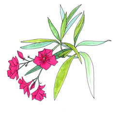 a branch of a blooming dark pink flowered fragrant oleander. Graphic drawing