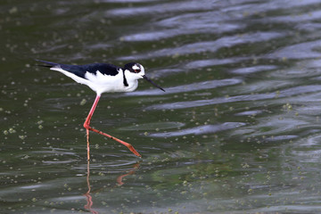 Black-necked Stilt walking over a lake in northeastern Brazil