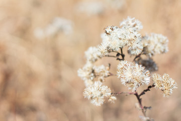 Oklahoma grass seeds