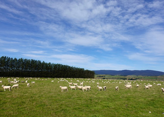 Fototapeta premium Flock of Sheep in a green meadow at New Zealands South Island, March 2020