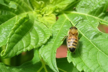 Honeybee resting on green leafs in the garden, closeup