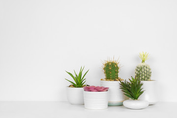 Group of various indoor cacti and succulent plants in pots. Side view on white shelf against a white wall.