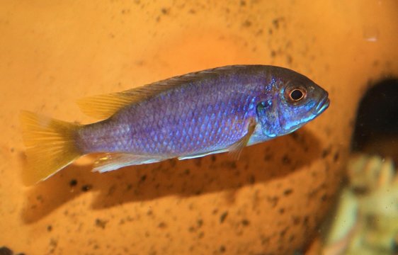 Ciclido Acei