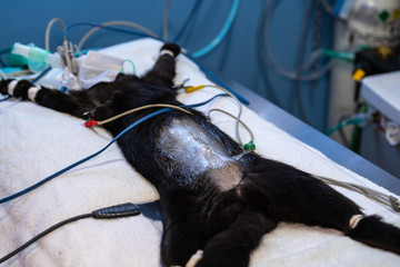 Sedated cat after an ovariohysterectomy surgery