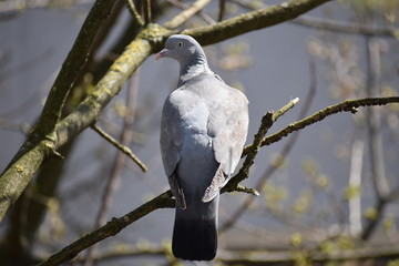 Dove
