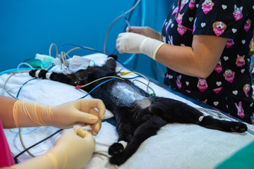 Vet and nurse disconnecting a sedated cat from EKG