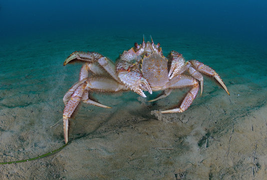 Korean horsehair crabs (Erimacrus isenbeckii) 
