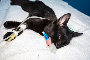 Sedated cat with open eyes after an ovariohysterectomy surgery