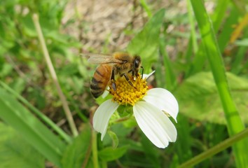 Bee on white spanish needles flower in Florida nature, closeup