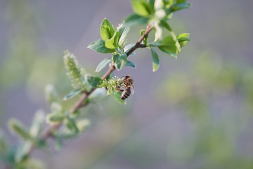A European honey bee (Apis mellifera) harvesting pollen from a white willow tree (Salix alba) by a beautiful spring day.