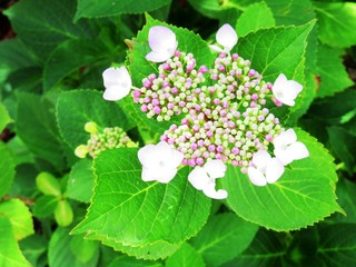 日本の田舎の風景　6月　花　あじさい