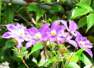 日本の田舎の風景　6月　花　クレマチス