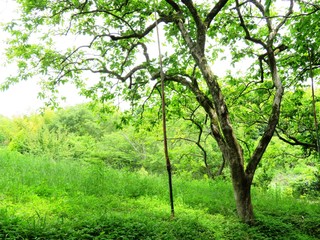 Fototapeta premium 日本の田舎の風景 6月 たけのこ