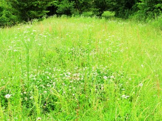 日本の田舎の風景　6月　草原　スイバ