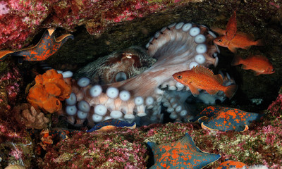 Giant Pacific octopus (Enteroctopus dofleini)