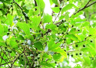 日本の田舎の風景　6月　榎の実