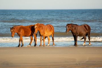 Three Horses Standing on a  Beach In Front of a  Low Breaking Wave at Corolla, North Carolina 
