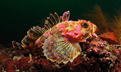 Banded irish lord (Hemilepidotus gilberti)