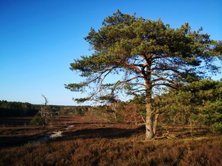 Luneburger Heath landscape with pine tree and heather plants in spring, Germany