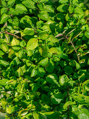 Fototapeta na wymiar background of piled green leaves