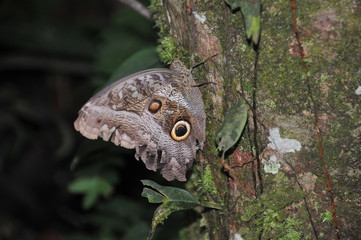 Owl Butterfly