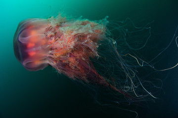 Giant jelyfish Cyanea capillata