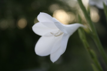 Colorful isolated flower showing their shapes