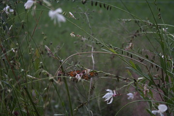 Camouflaged butterfly among the garden plants