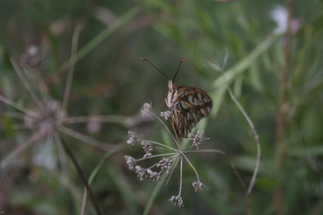 Butterfly rests on a plant while being closely observed