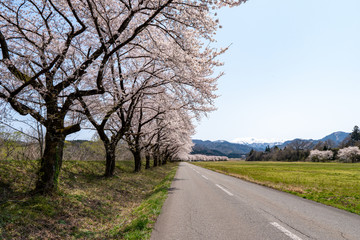 満開の桜並木（胎内川河川敷千本桜）