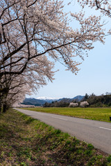 満開の桜並木（胎内川河川敷千本桜）