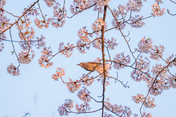 満開の桜と小鳥