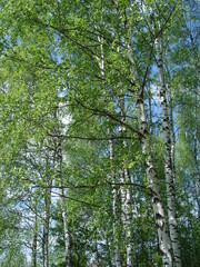 white birches in the Russian forest