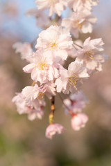 Obraz premium 桜のクローズアップ