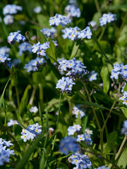 Myosotis aka forget-me-not or scorpion grasses. Blue flowers blooming in spring.