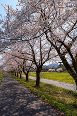 Obraz premium 満開の桜並木（胎内川河川敷千本桜）