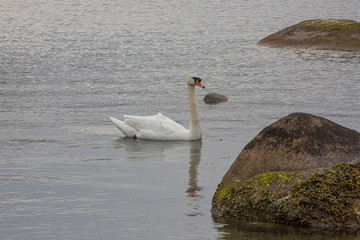 swan on the lake © leonard