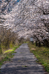 Fototapeta premium 満開の桜並木（胎内川河川敷千本桜）